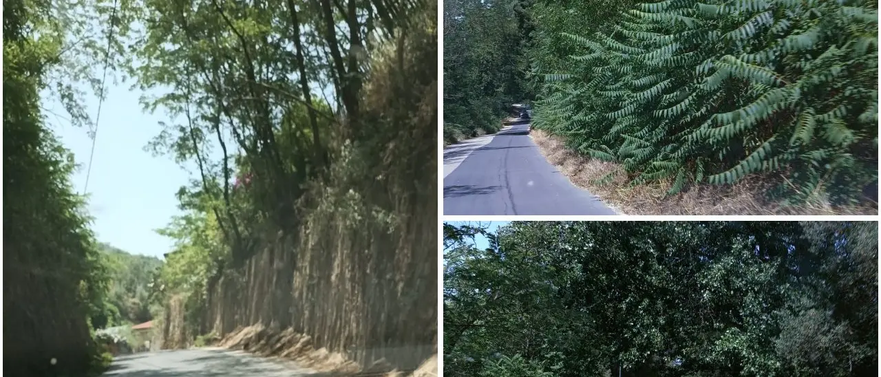 Tra Pizzoni e Vazzano\u00A0un chilometro di strada a metà tra foresta amazzonica e savana africana: ecco il degrado della Sp 60\n