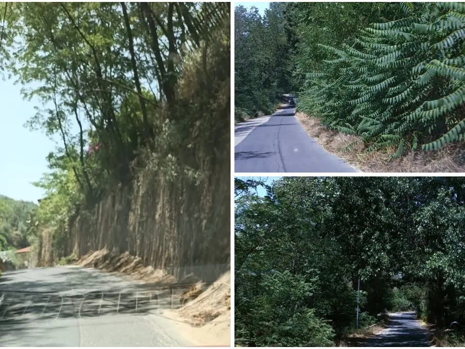 Tra Pizzoni e Vazzano un chilometro di strada a metà tra foresta amazzonica e savana africana: ecco il degrado della Sp 60