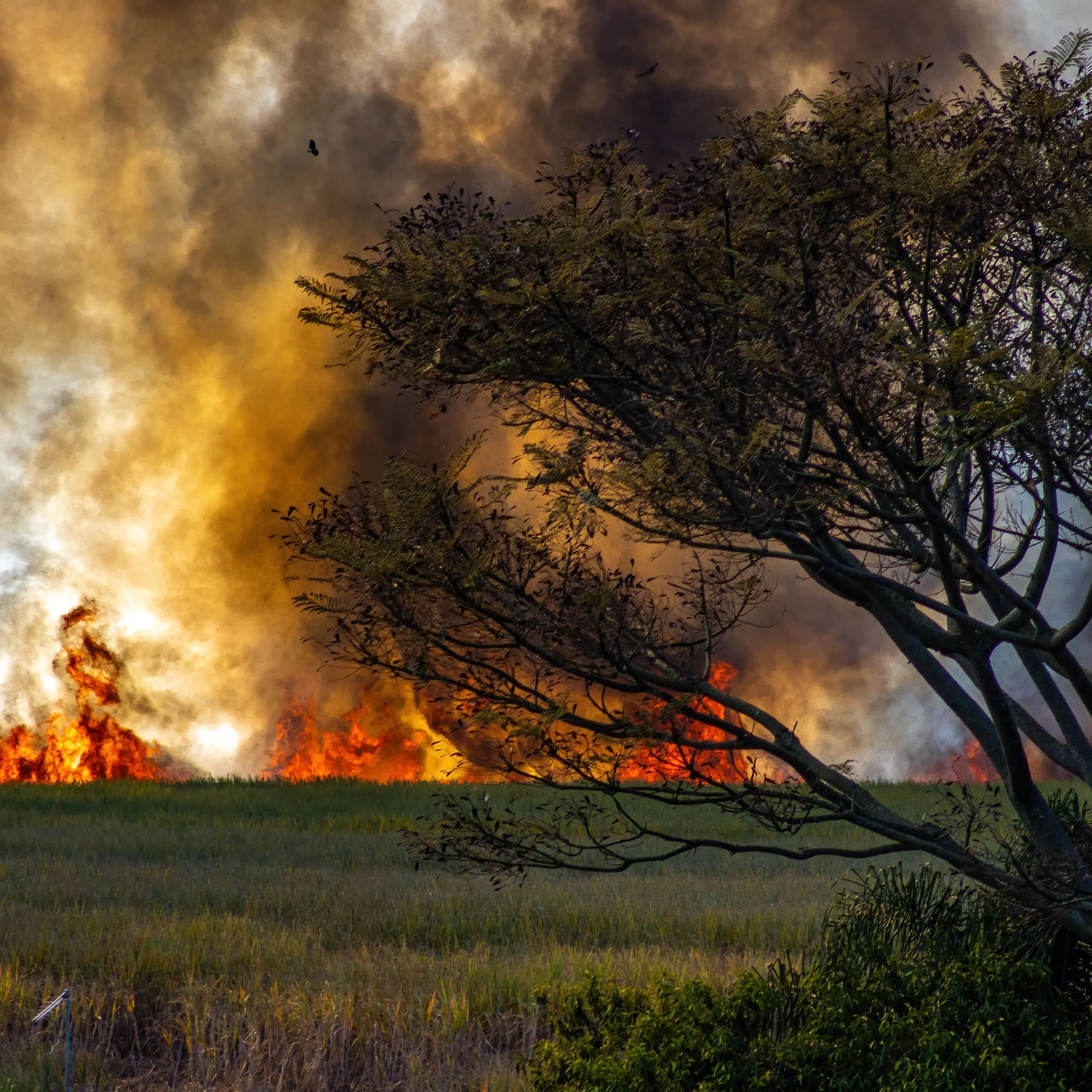 <p><span style=\"color:hsl(0, 75%, 60%);\">La Calabria che brucia</span>, nel 2025 in fumo una superficie pari a 24mila campi da calcio: 603 incendi e appena 19 denunce</p>