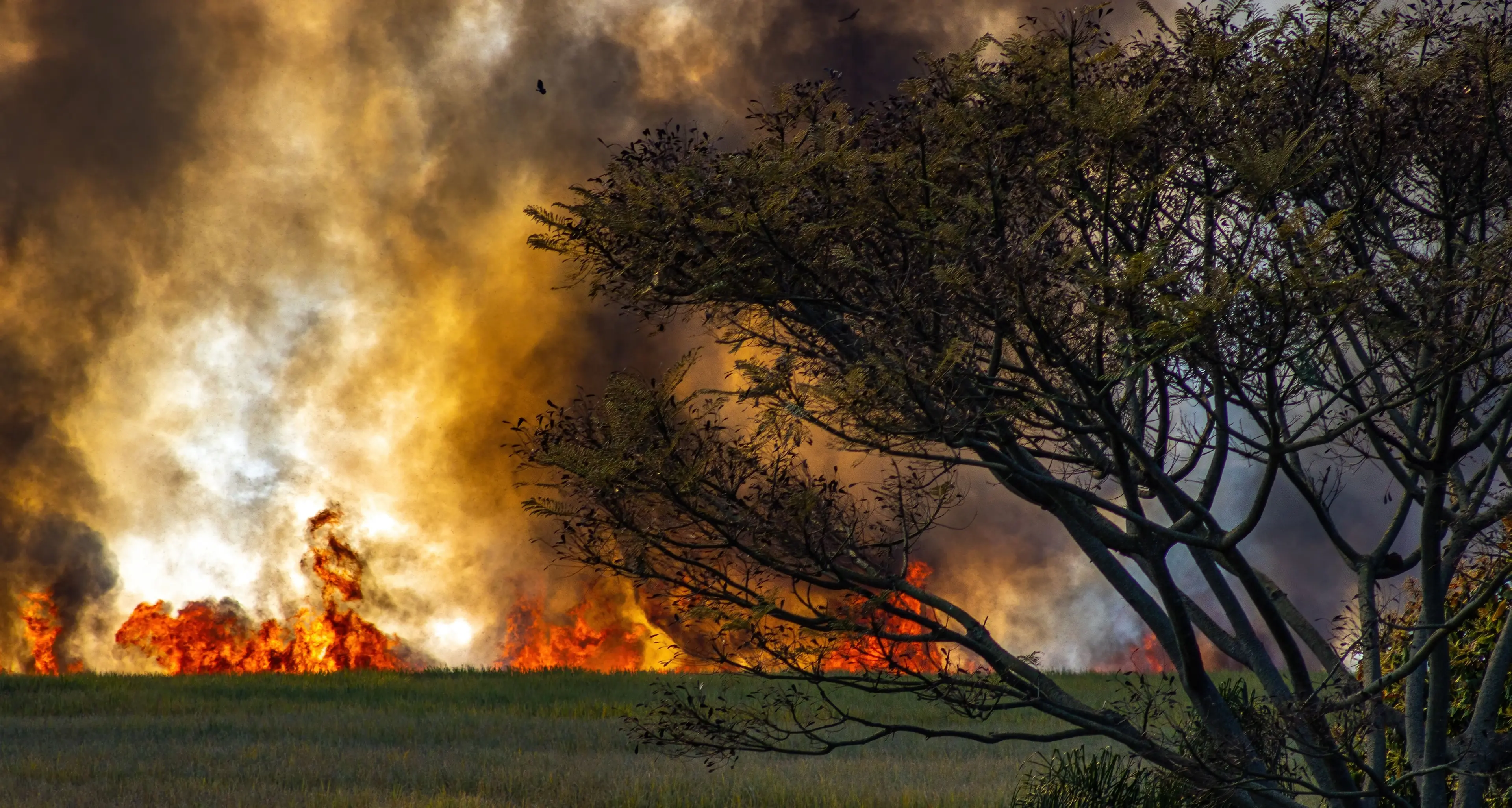 La Calabria che brucia, nel 2025 in fumo una superficie pari a 24mila campi da calcio: 603 incendi e appena 19 denunce\n