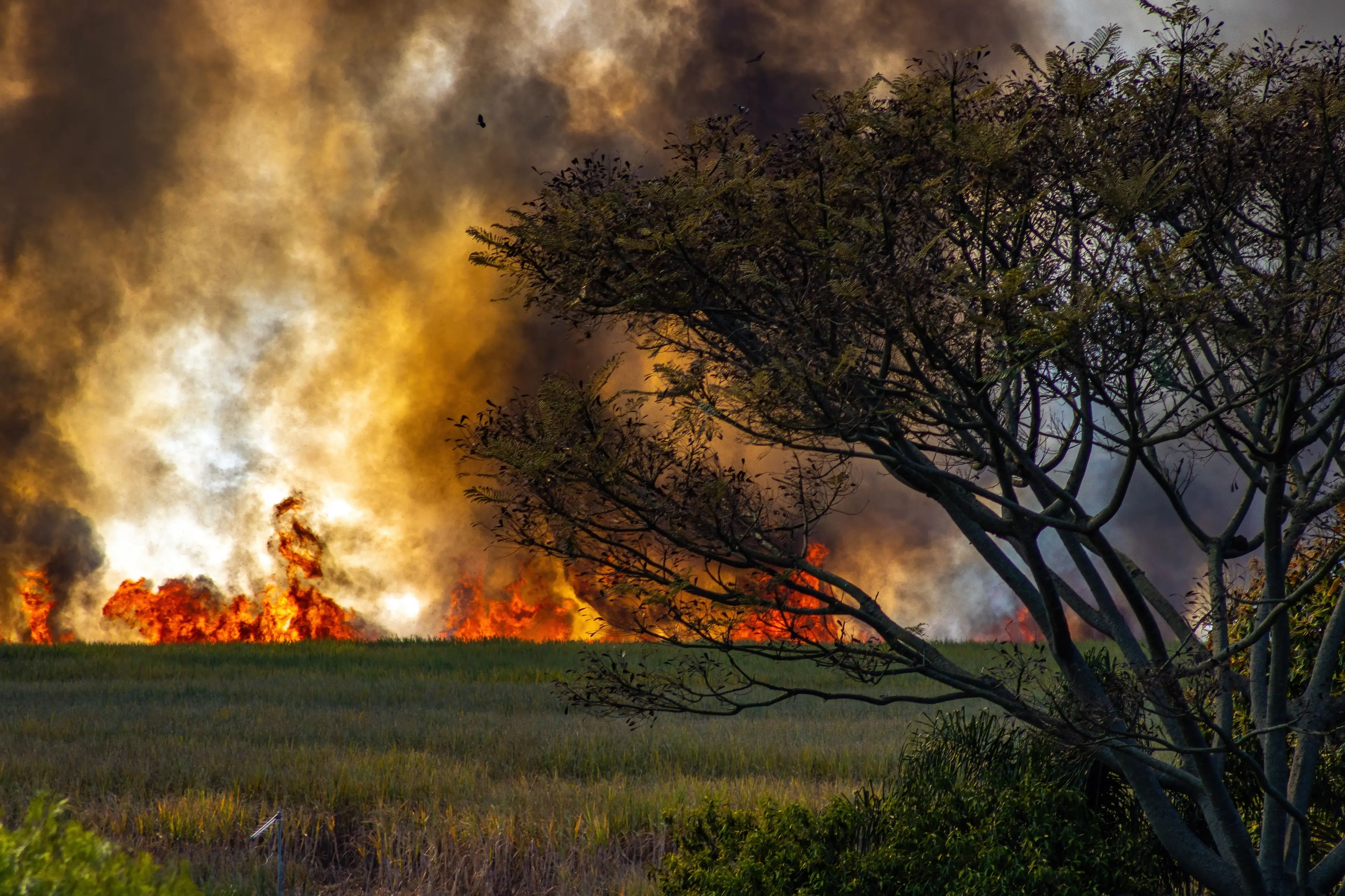 La Calabria che brucia, nel 2025 in fumo una superficie pari a 24mila campi da calcio: 603 incendi e appena 19 denunce\n