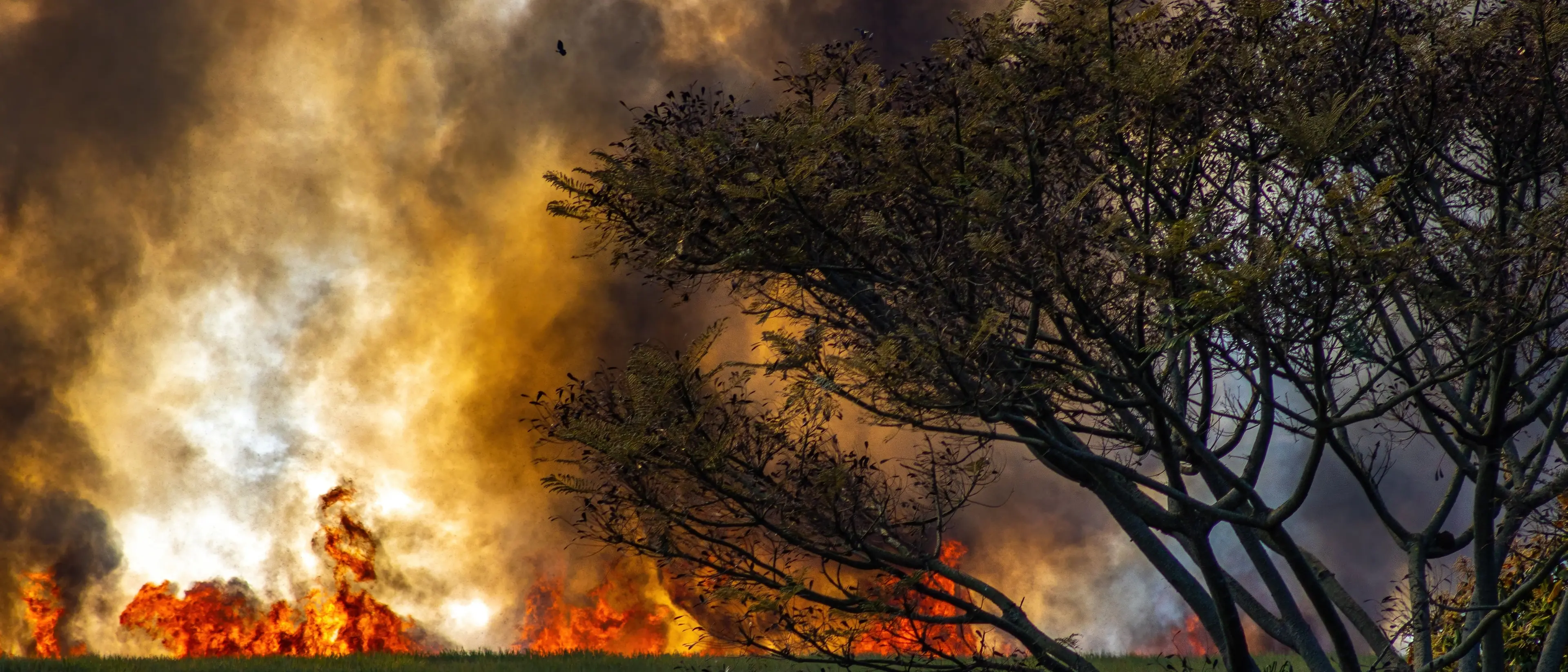 La Calabria che brucia, nel 2025 in fumo una superficie pari a 24mila campi da calcio: 603 incendi e appena 19 denunce\n