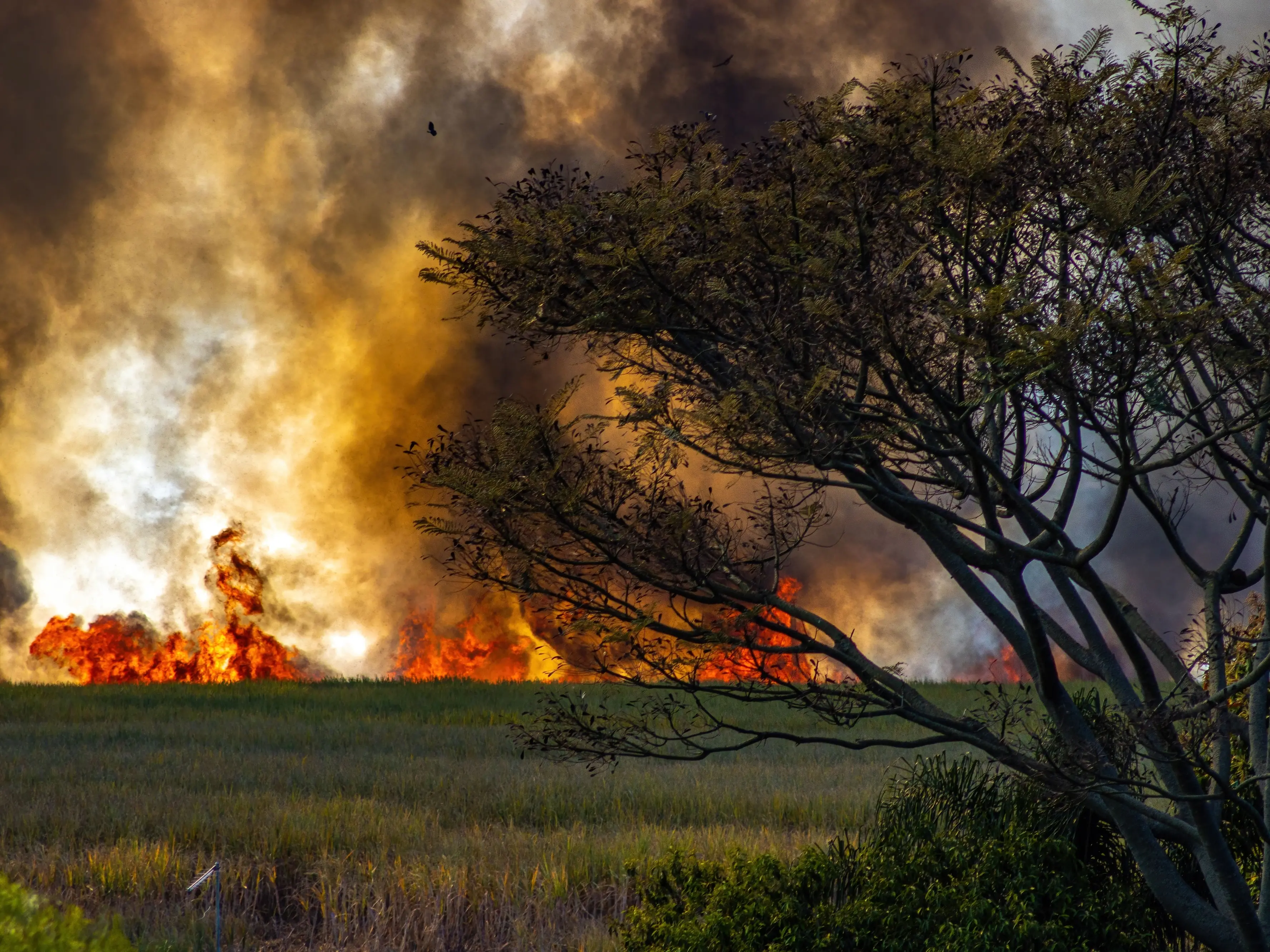 La Calabria che brucia, nel 2025 in fumo una superficie pari a 24mila campi da calcio: 603 incendi e appena 19 denunce