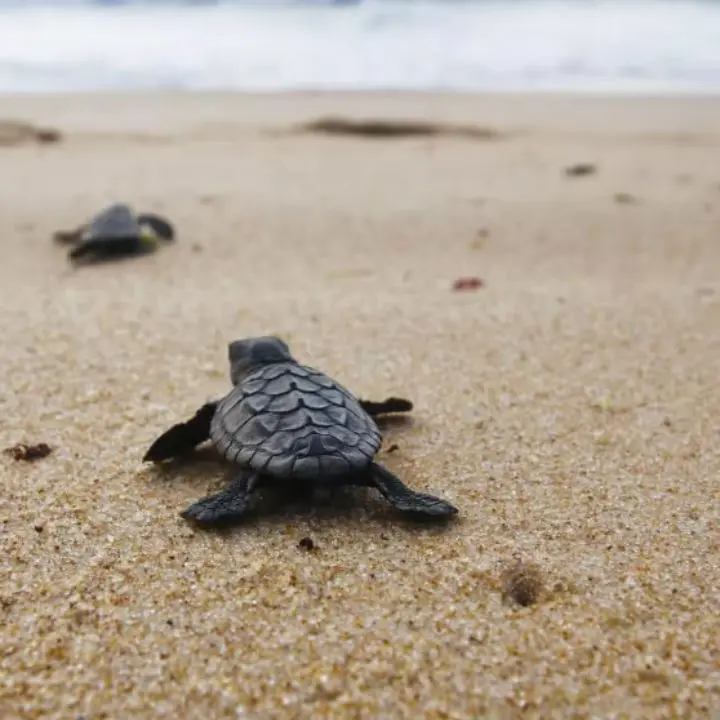 La Calabria diventa rifugio della Caretta caretta: «Proteggere ogni nido significa difendere il Mediterraneo»\n