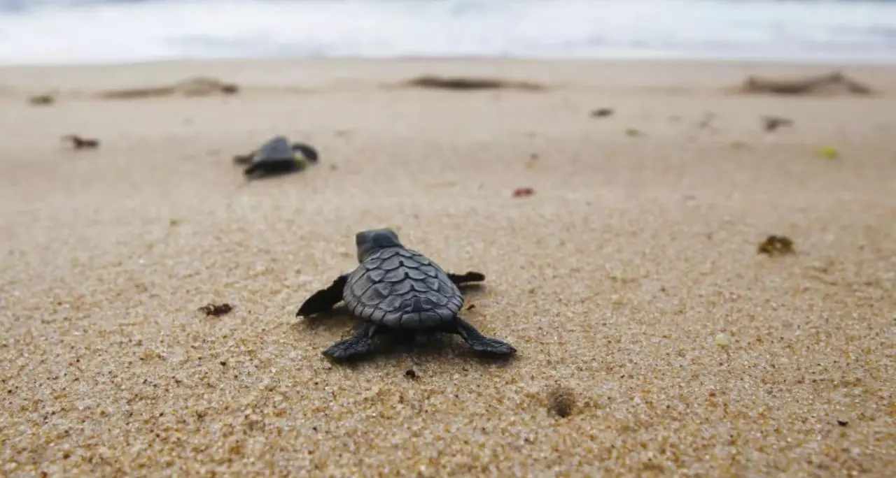 La Calabria diventa rifugio della Caretta caretta: «Proteggere ogni nido significa difendere il Mediterraneo»\n