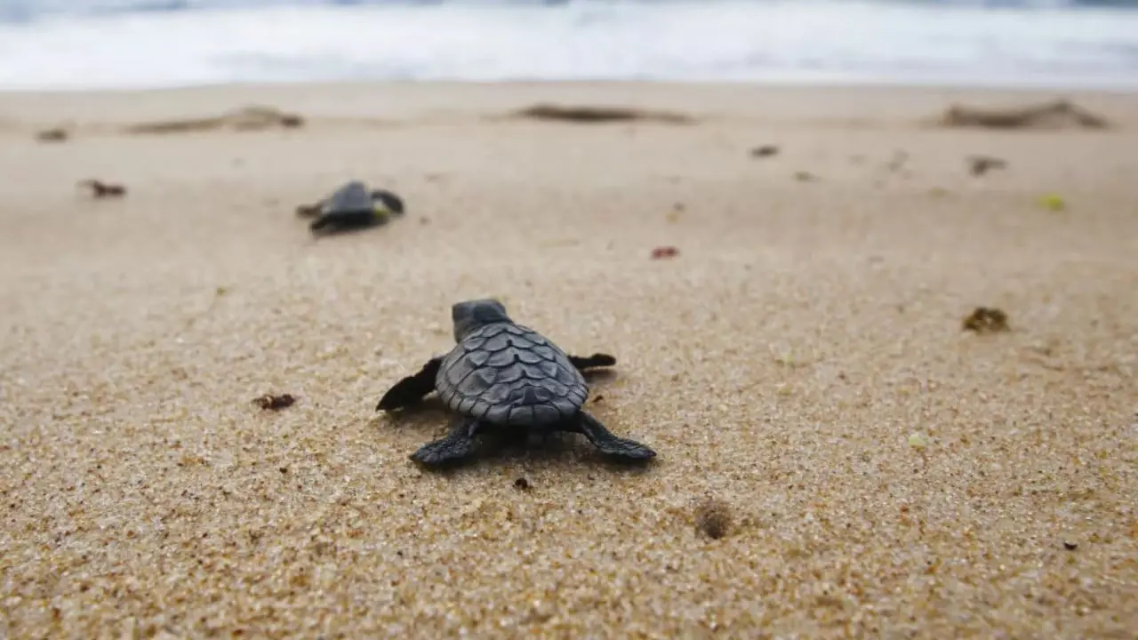 La Calabria diventa rifugio della Caretta caretta: «Proteggere ogni nido significa difendere il Mediterraneo»\n