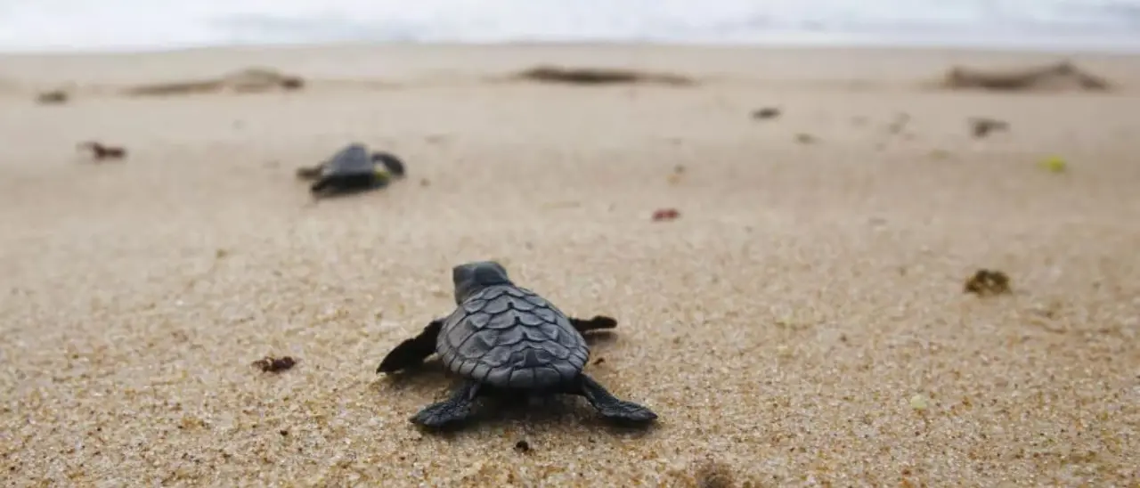 La Calabria diventa rifugio della Caretta caretta: «Proteggere ogni nido significa difendere il Mediterraneo»\n