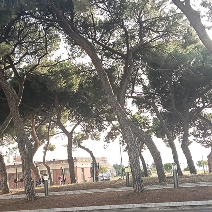 Caldo a Reggio, Strati: «Pensare da subito alla foresta urbana come infrastruttura climatica»\n