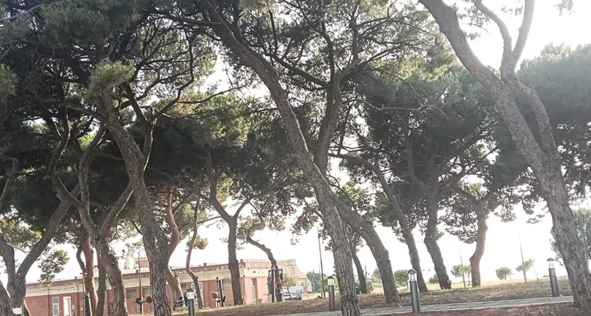 Caldo a Reggio, Strati: «Pensare da subito alla foresta urbana come infrastruttura climatica»\n
