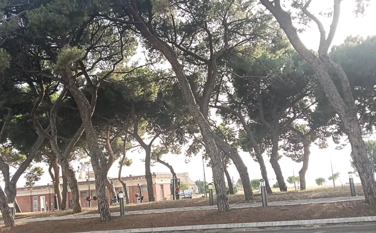 Caldo a Reggio, Strati: «Pensare da subito alla foresta urbana come infrastruttura climatica»\n