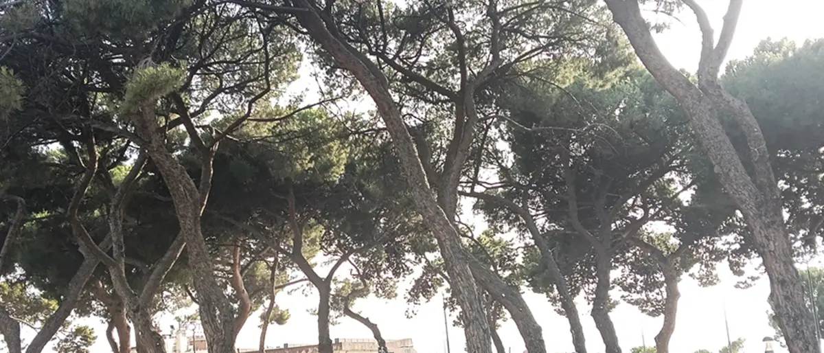 Caldo a Reggio, Strati: «Pensare da subito alla foresta urbana come infrastruttura climatica»\n