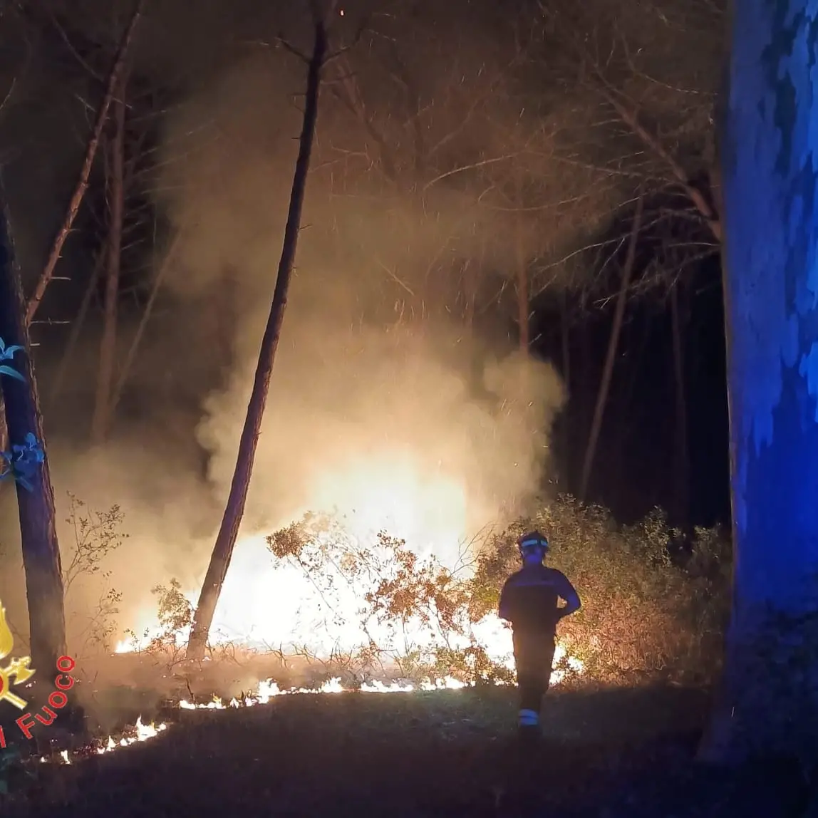 Acconia di Curinga, ettari di pineta distrutti dalle fiamme: impegnati i Vigili del Fuoco per l'intera giornata