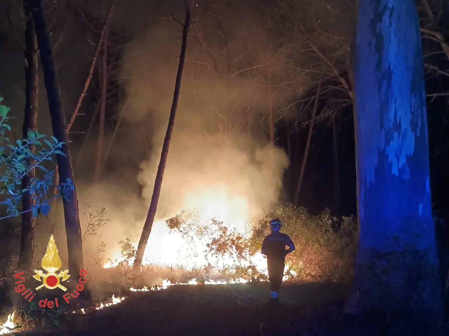 Acconia di Curinga, ettari di pineta distrutti dalle fiamme: impegnati i Vigili del Fuoco per l'intera giornata