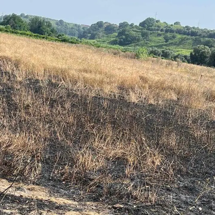 <p>Incendio devasta gli ulivi confiscati alla 'ndrangheta: in fumo il simbolo del riscatto di Valle del Marro</p>