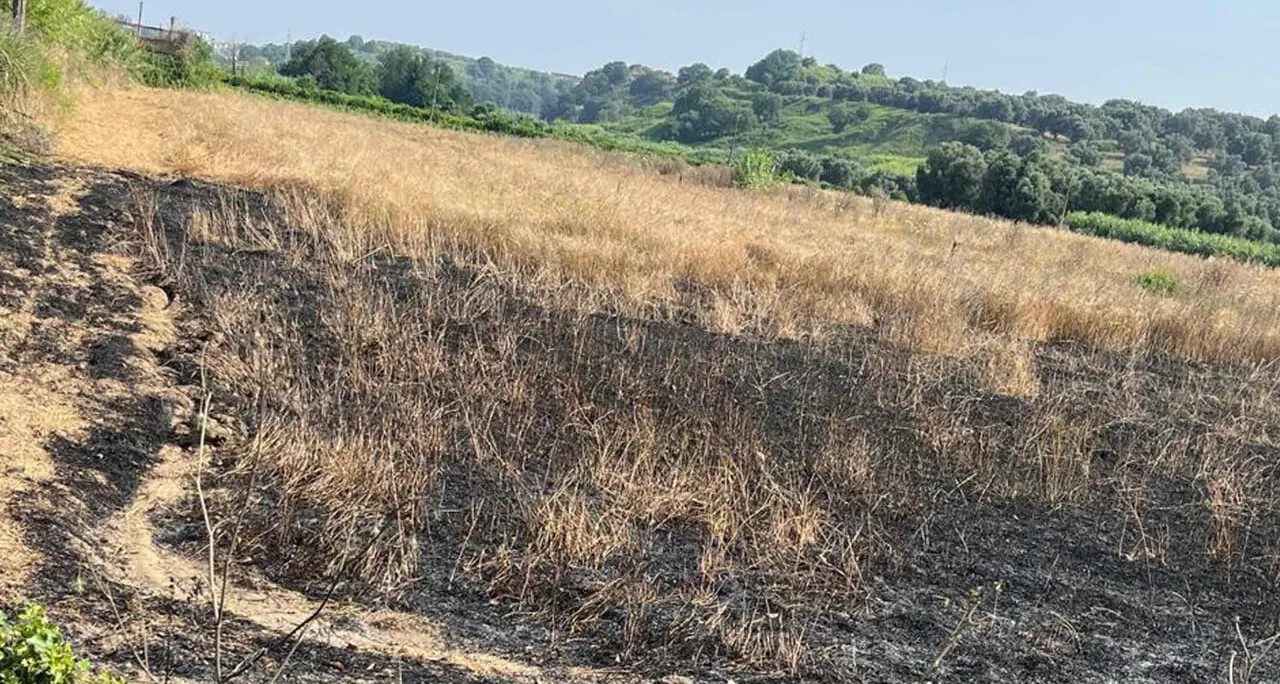 Incendio devasta gli ulivi confiscati alla 'ndrangheta: in fumo il simbolo del riscatto di Valle del Marro\n