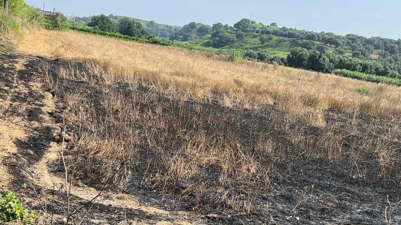 Incendio devasta gli ulivi confiscati alla 'ndrangheta: in fumo il simbolo del riscatto di Valle del Marro\n