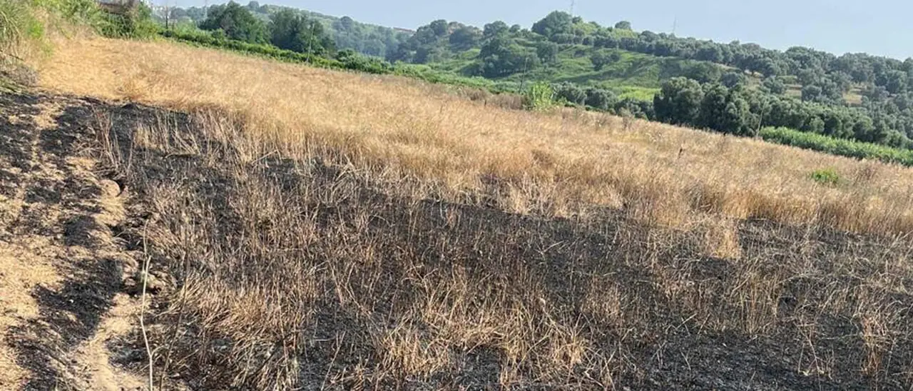 Incendio devasta gli ulivi confiscati alla 'ndrangheta: in fumo il simbolo del riscatto di Valle del Marro\n