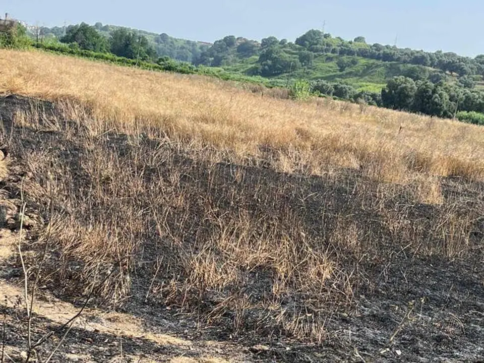Incendio devasta gli ulivi confiscati alla 'ndrangheta: in fumo il simbolo del riscatto di Valle del Marro