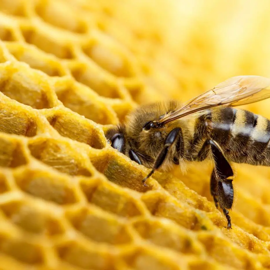 Cetraro, apicoltori a confronto su pesticidi e nuove tecniche genomiche in agricoltura\n