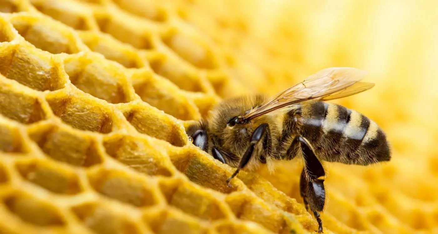 Cetraro, apicoltori a confronto su pesticidi e nuove tecniche genomiche in agricoltura\n