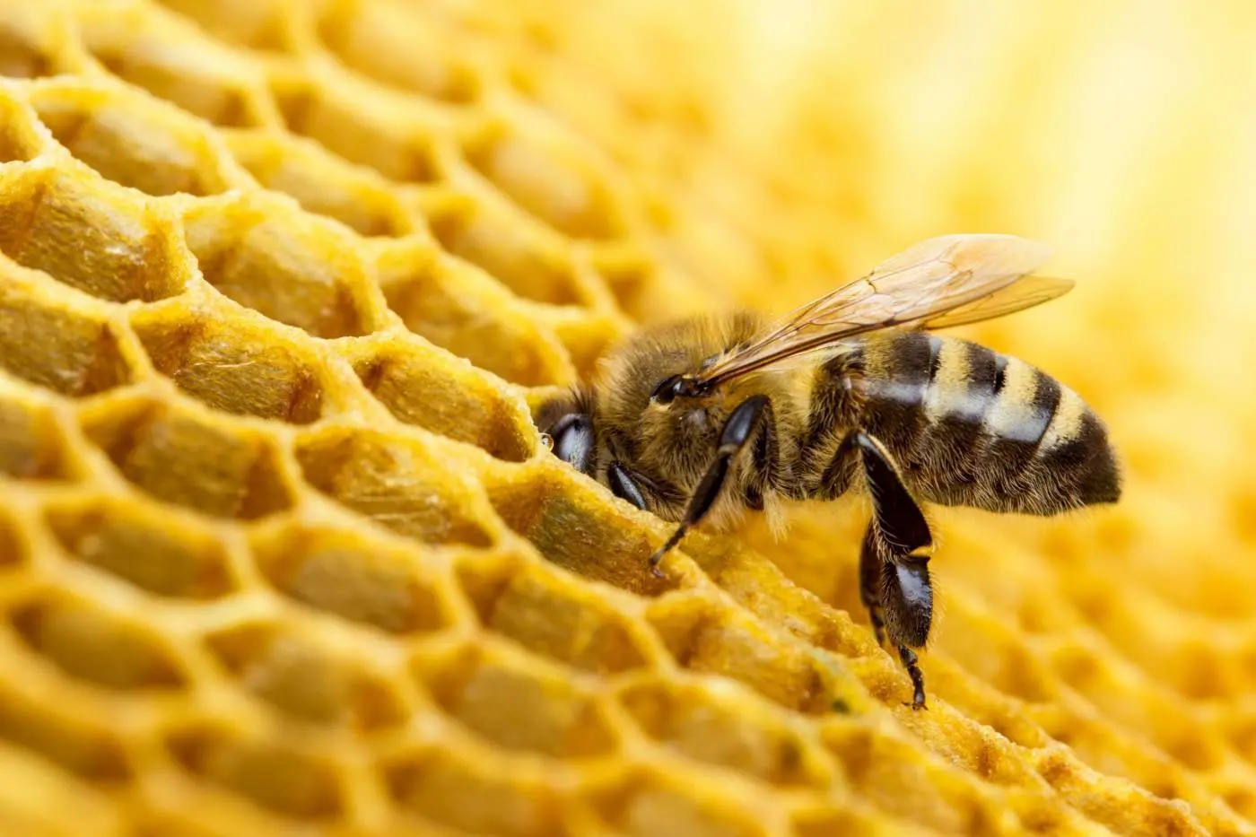 Cetraro, apicoltori a confronto su pesticidi e nuove tecniche genomiche in agricoltura\n