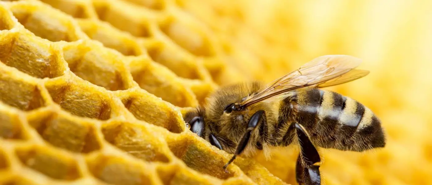 Cetraro, apicoltori a confronto su pesticidi e nuove tecniche genomiche in agricoltura\n