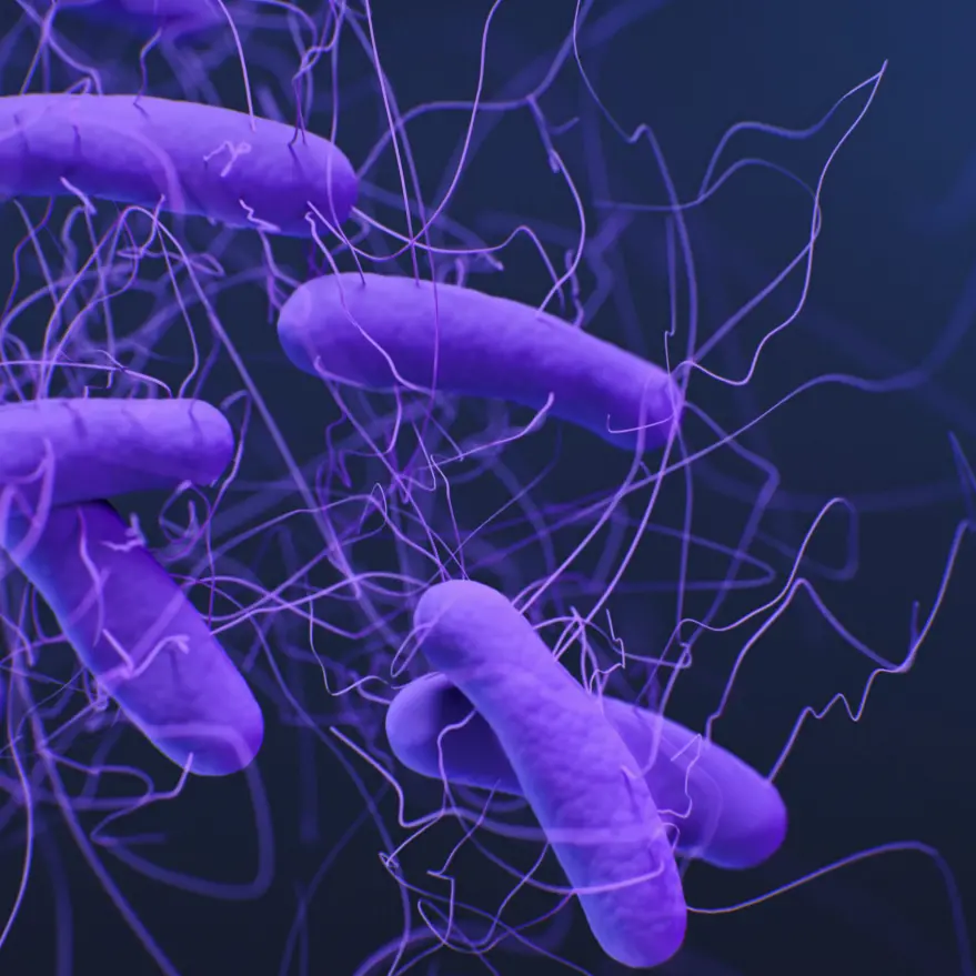 Clostridium difficile, cos’è il batterio killer sospettato nel caso dell’asilo di Tropea e perché può diventare pericoloso\n