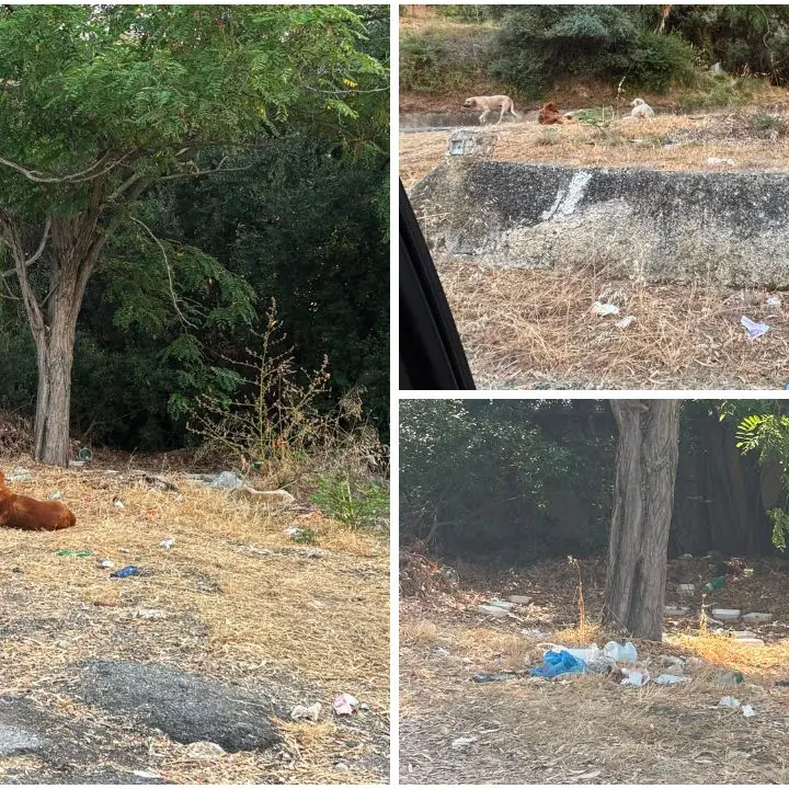 Piazzola Anas di Vibo Marina nell’incuria, la denuncia:\u00A0«Siamo circondati da bestie affamate, non possiamo\u00A0più uscire a piedi»\n