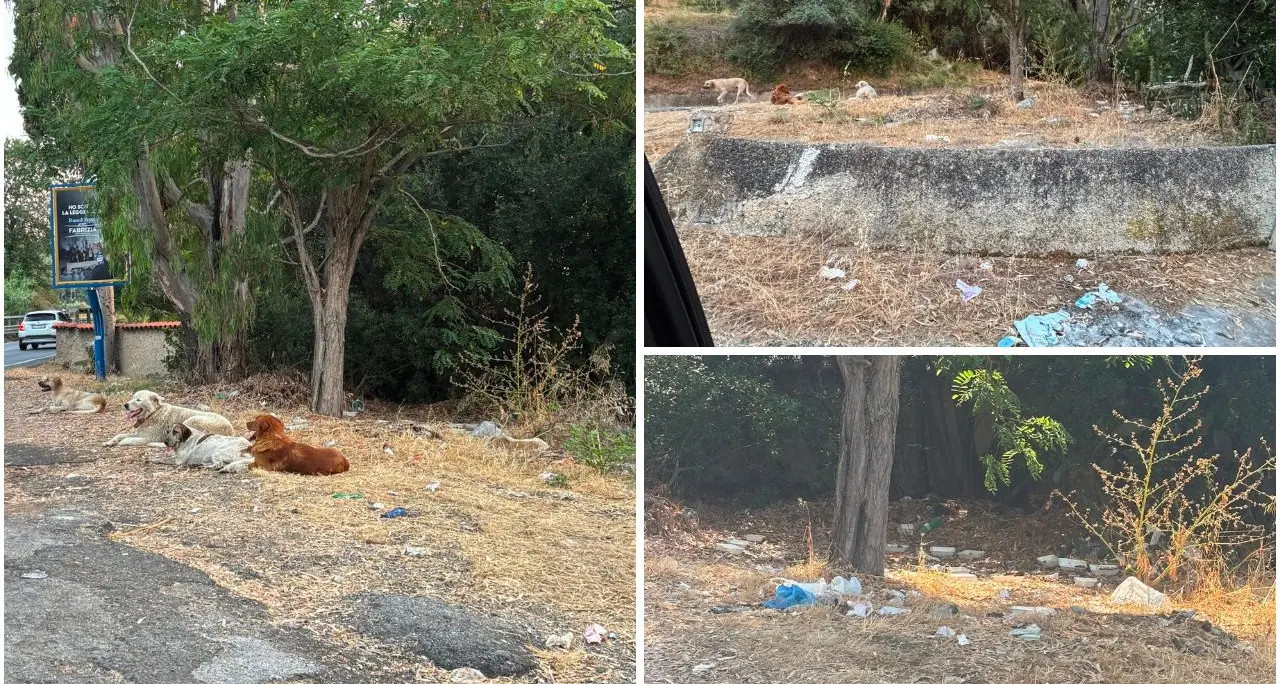 Piazzola Anas di Vibo Marina nell’incuria, la denuncia:\u00A0«Siamo circondati da bestie affamate, non possiamo\u00A0più uscire a piedi»\n