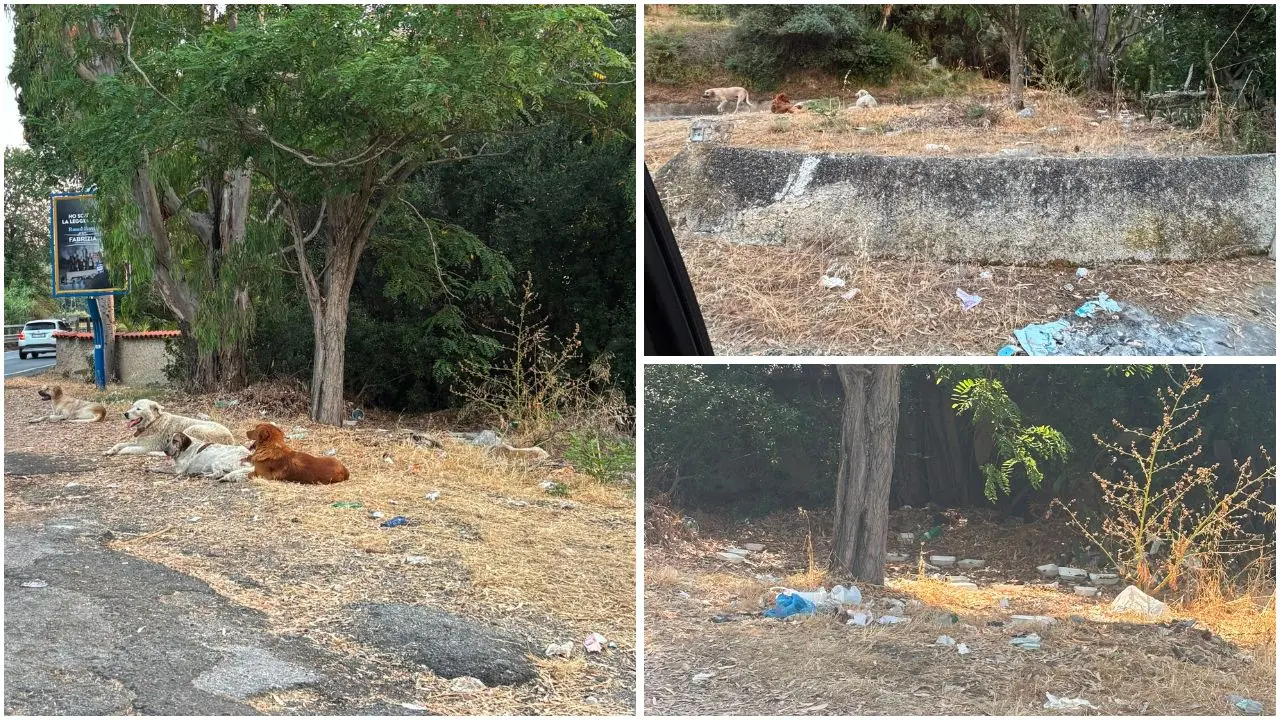 Piazzola Anas di Vibo Marina nell’incuria, la denuncia:\u00A0«Siamo circondati da bestie affamate, non possiamo\u00A0più uscire a piedi»\n