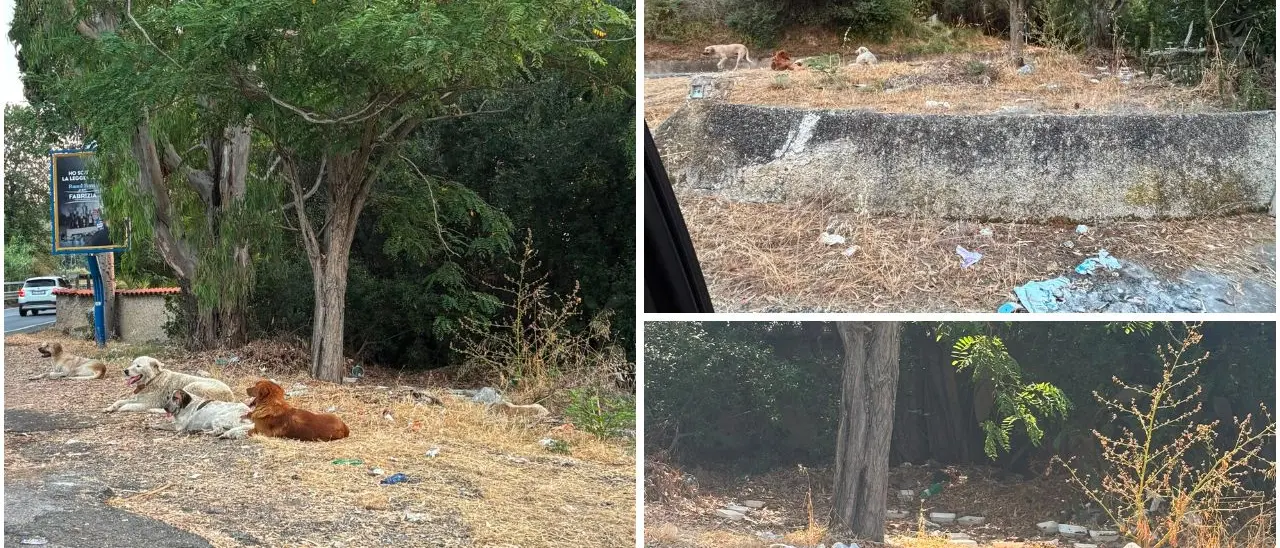 Piazzola Anas di Vibo Marina nell’incuria, la denuncia:\u00A0«Siamo circondati da bestie affamate, non possiamo\u00A0più uscire a piedi»\n