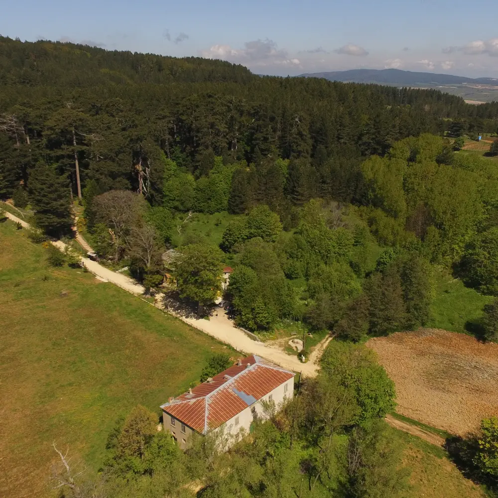 Giganti della Sila, chiude temporaneamente la Riserva dopo la caduta di due alberi\n