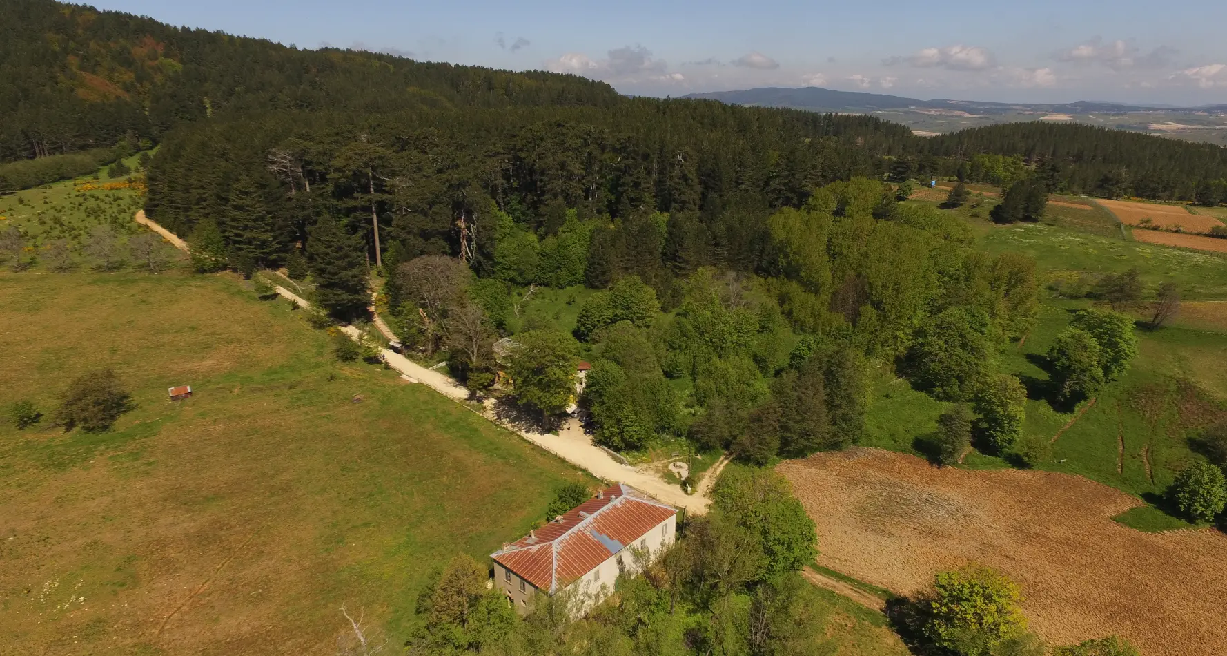 Giganti della Sila, chiude temporaneamente la Riserva dopo la caduta di due alberi\n