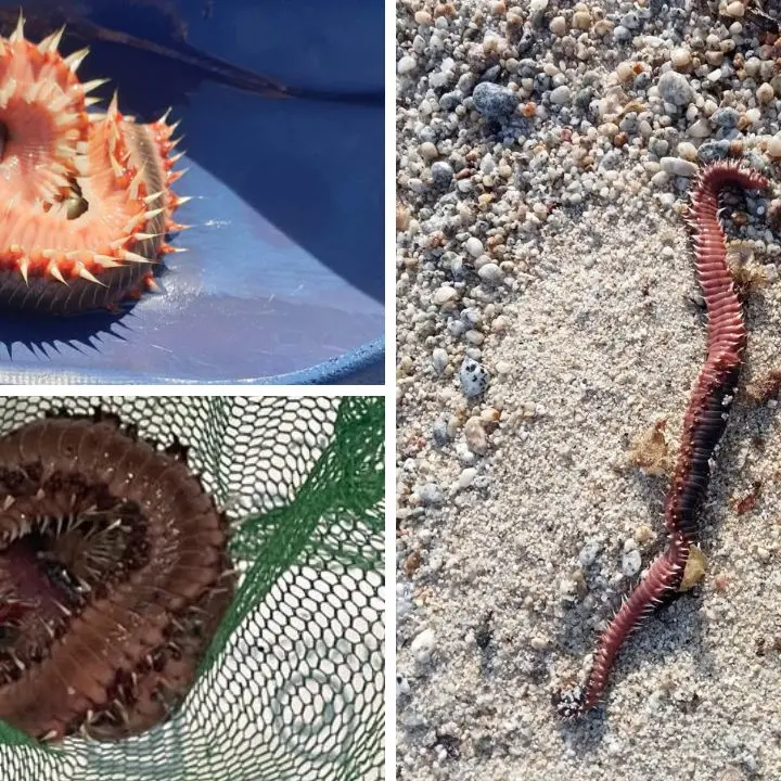 «Il vermocane è ovunque», boom di avvistamenti sulle coste calabresi: cresce l'allerta sulle spiagge\n