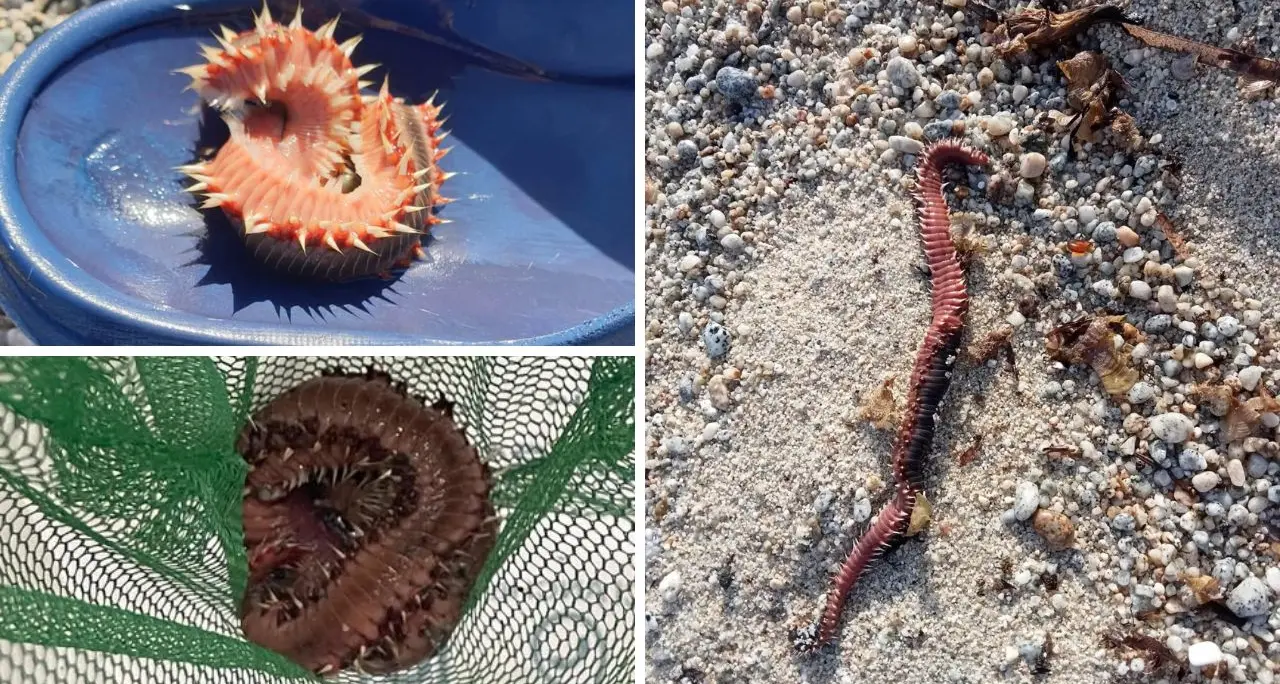 «Il vermocane è ovunque», boom di avvistamenti sulle coste calabresi: cresce l'allerta sulle spiagge\n