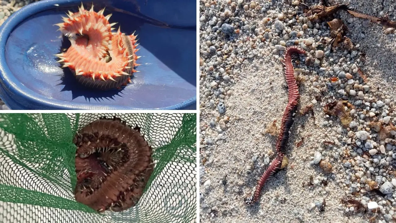 «Il vermocane è ovunque», boom di avvistamenti sulle coste calabresi: cresce l'allerta sulle spiagge\n