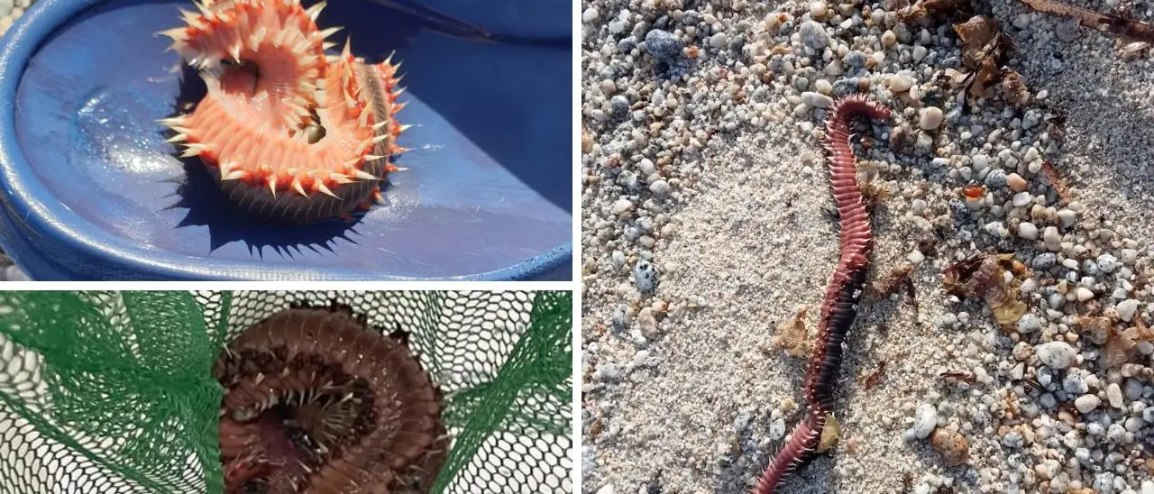 «Il vermocane è ovunque», boom di avvistamenti sulle coste calabresi: cresce l'allerta sulle spiagge\n