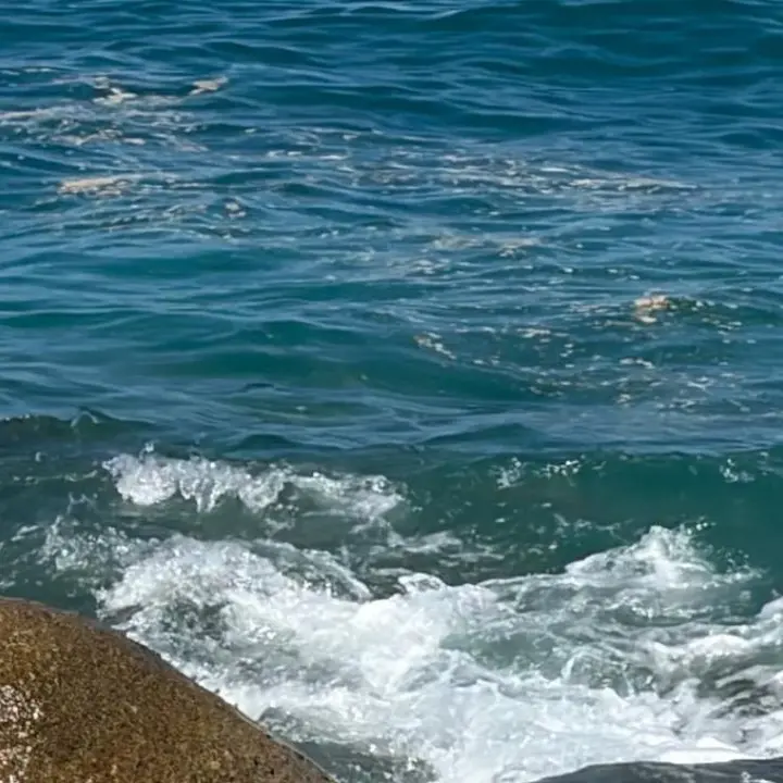Mare verde e schiuma lungo la costa tirrenica calabrese, Arpacal: «Fioritura di microalghe favorita dal caldo»\n