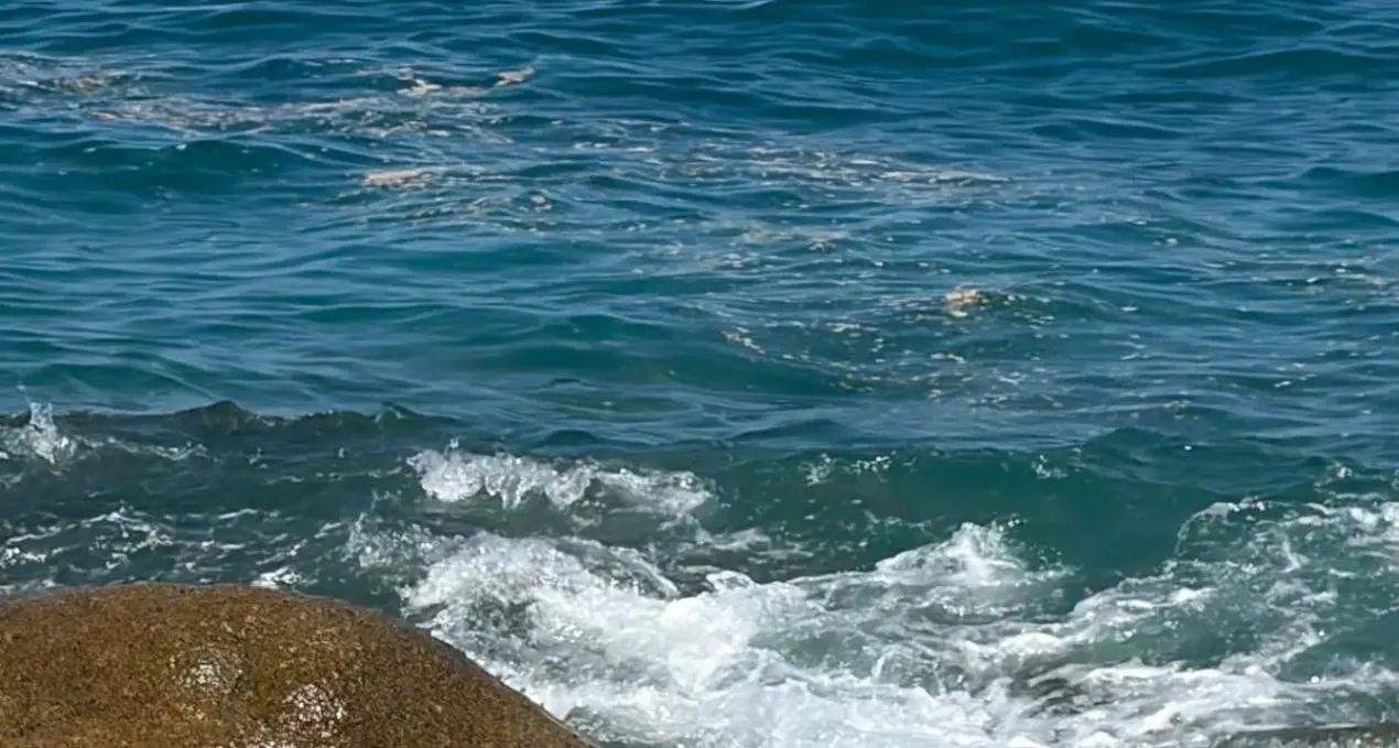 Mare verde e schiuma lungo la costa tirrenica calabrese, Arpacal: «Fioritura di microalghe favorita dal caldo»\n