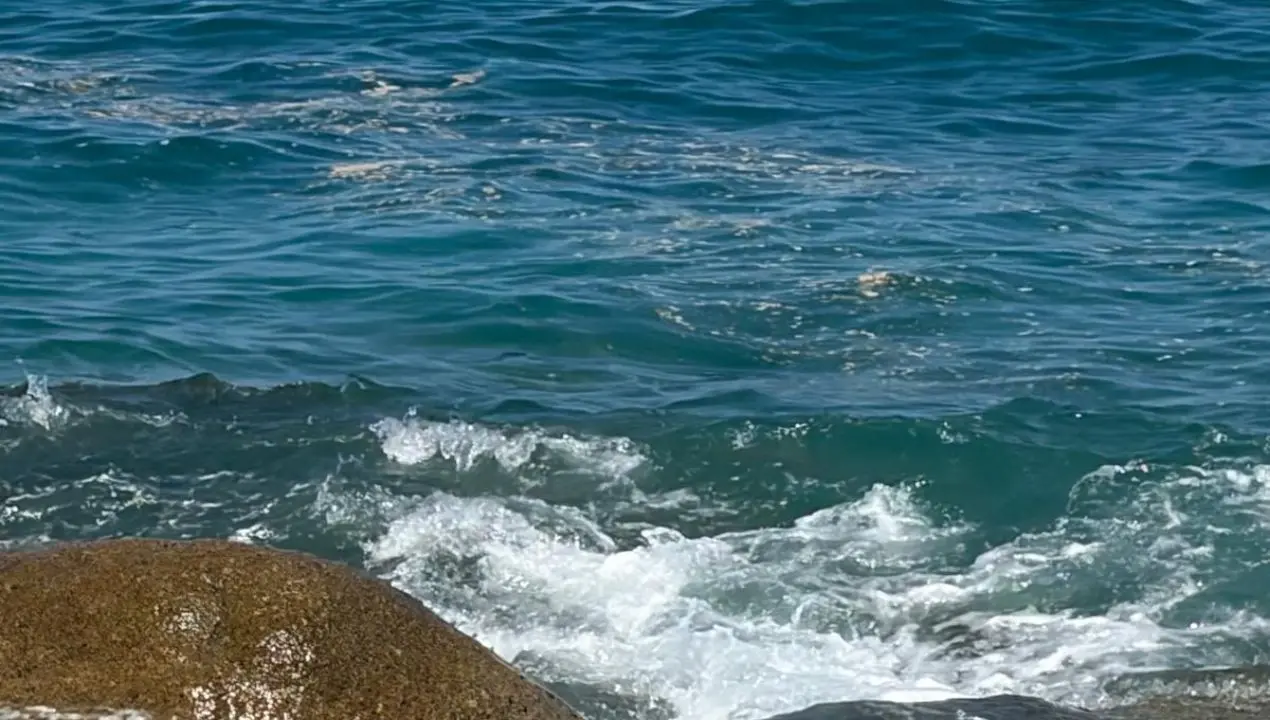 Mare verde e schiuma lungo la costa tirrenica calabrese, Arpacal: «Fioritura di microalghe favorita dal caldo»\n