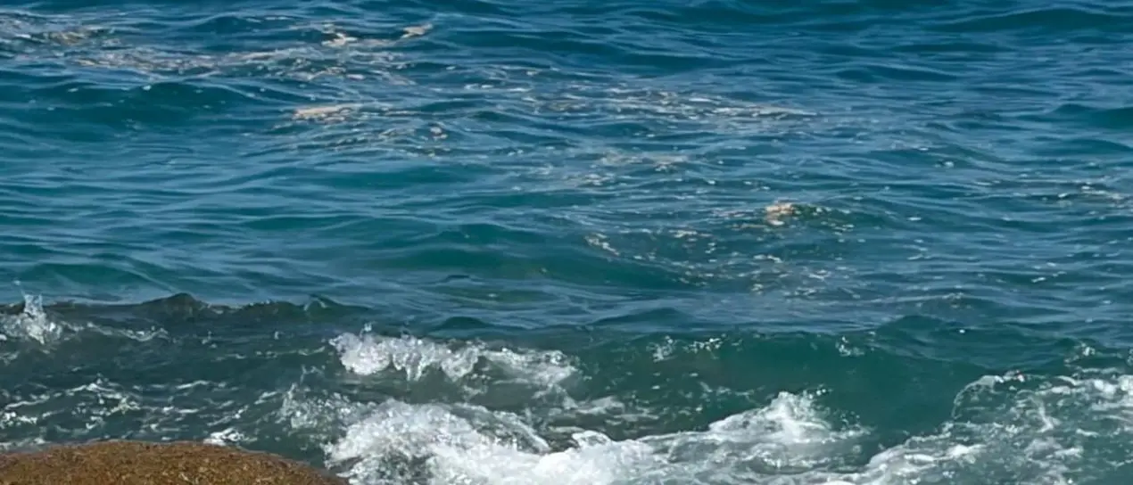 Mare verde e schiuma lungo la costa tirrenica calabrese, Arpacal: «Fioritura di microalghe favorita dal caldo»\n