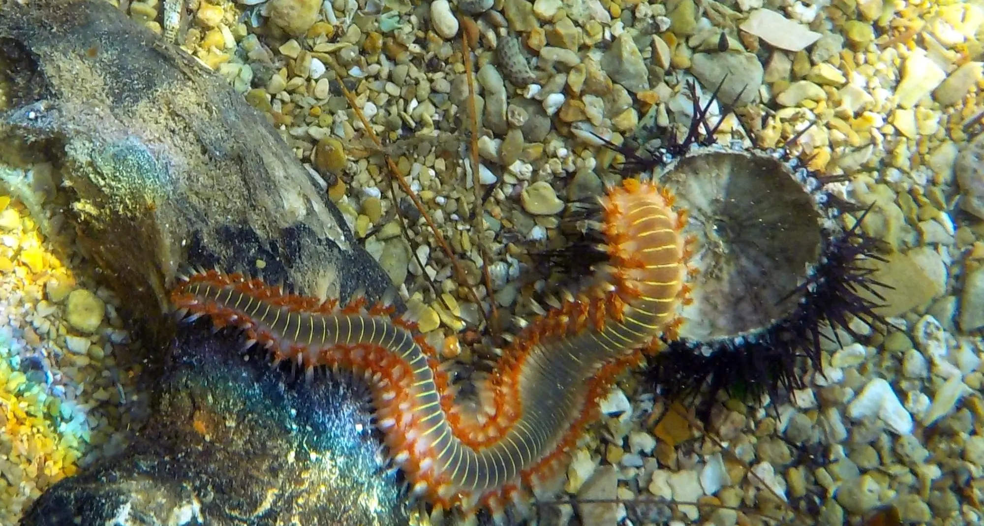 <p>Vermocane in Calabria: boom di avvistamenti, cresce l'allerta <span style=\"color:hsl(0, 75%, 60%);\">anche sulle spiagge vibonesi</span></p>