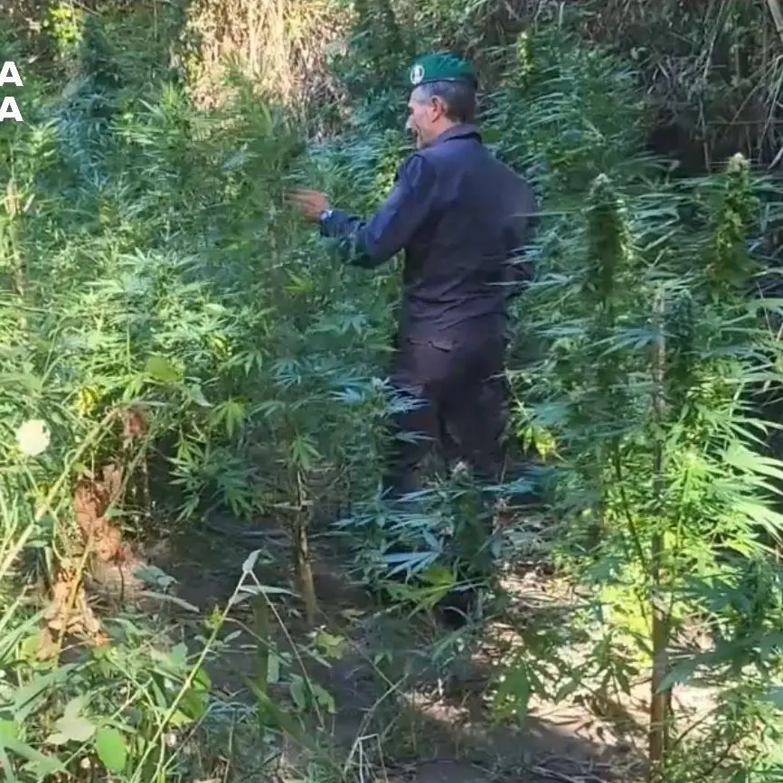 Scoperte due piantagioni di marijuana nel Catanzarese: avrebbero fruttato 200mila euro\n