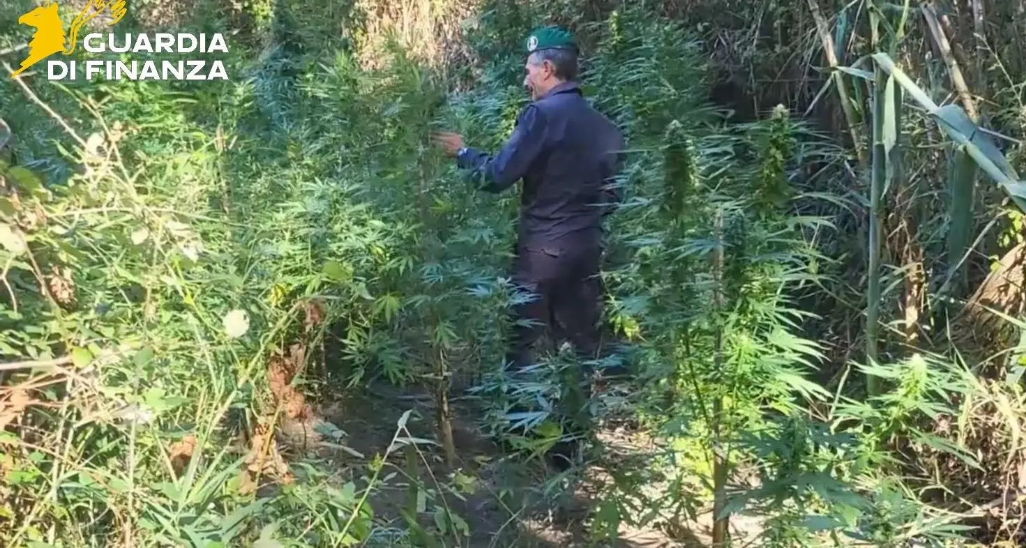 Scoperte due piantagioni di marijuana nel Catanzarese: avrebbero fruttato 200mila euro\n
