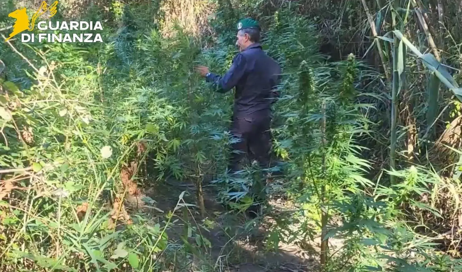 Scoperte due piantagioni di marijuana nel Catanzarese: avrebbero fruttato 200mila euro\n