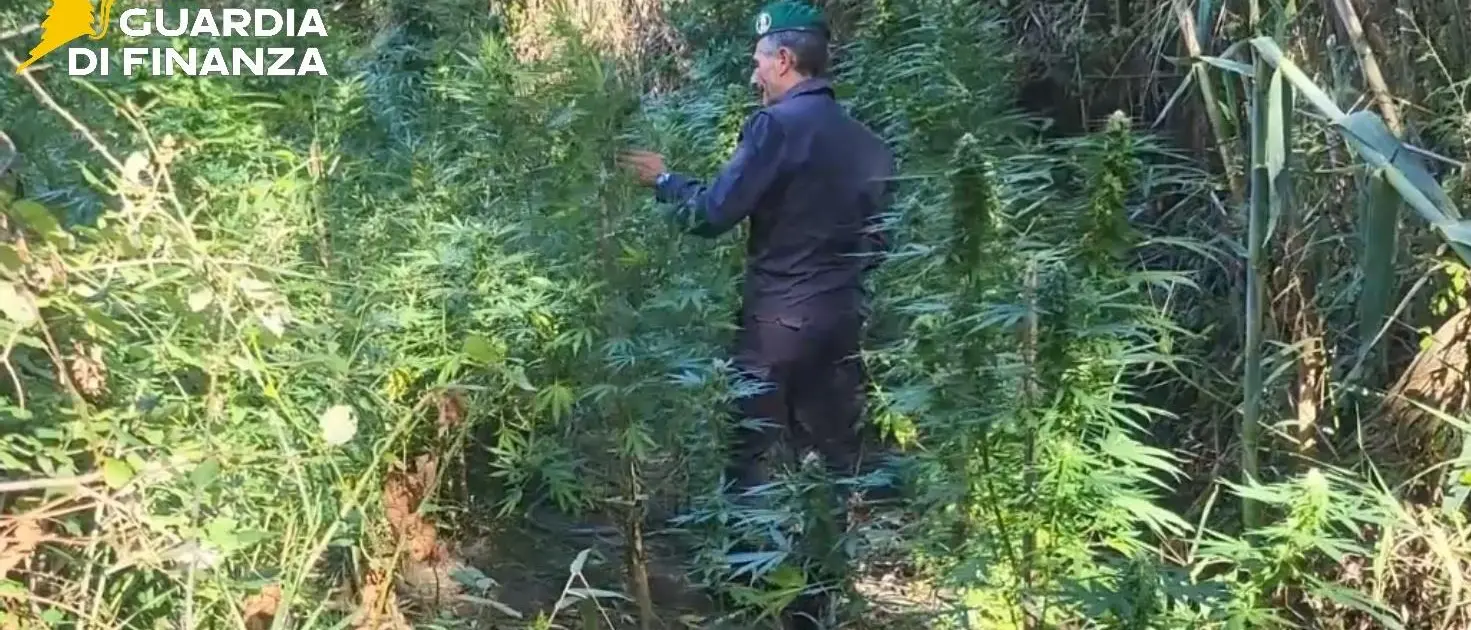 Scoperte due piantagioni di marijuana nel Catanzarese: avrebbero fruttato 200mila euro\n