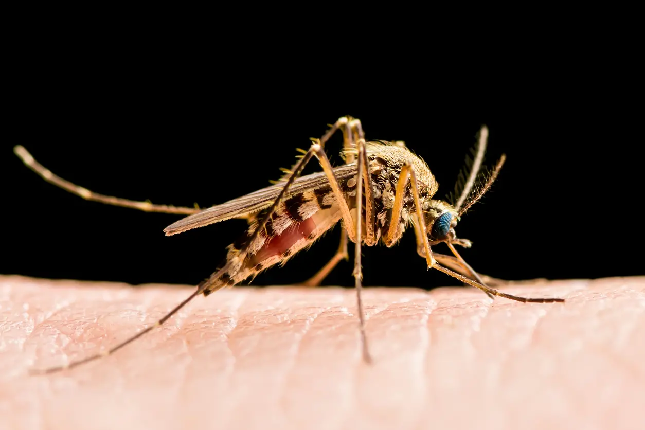 Lotta al virus \"West Nile\": al via stanotte il piano di disinfestazione a Catanzaro, si parte dalla zona sud\n