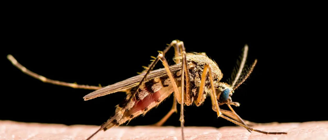 Lotta al virus \"West Nile\": al via stanotte il piano di disinfestazione a Catanzaro, si parte dalla zona sud\n