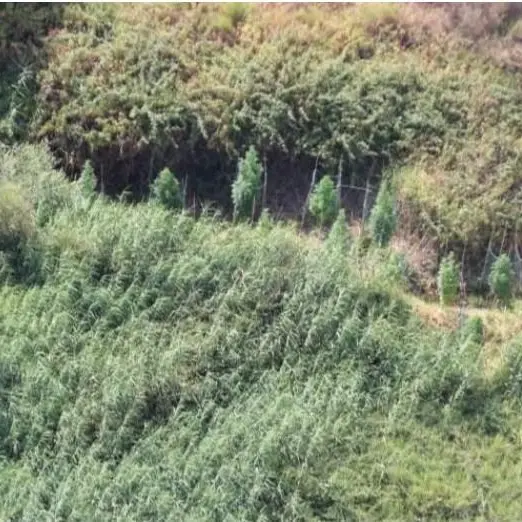 Marijuana coltivata tra Cutro e Papanice: sequestro della Guardia di Finanza di\u00A0128 piante scovate in due zone diverse\n