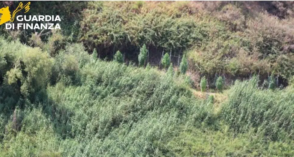 Marijuana coltivata tra Cutro e Papanice: sequestro della Guardia di Finanza di\u00A0128 piante scovate in due zone diverse\n